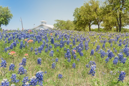 Bluebonnet and Indian Paintbrush wildflower blooming in springtime at rural farm in Bristol, Texas, USA. Scenic life on the ranch with rustic fenceの写真素材
