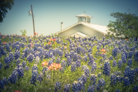 Vintage tone bluebonnet and Indian Paintbrush wildflower blooming in springtime at rural farm in Bristol, Texas, USA. Scenic life on the ranch with rustic fenceの写真素材
