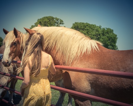 Rear view of lady taking photo with Holland draft horse at local farm in Texas, USAの写真素材