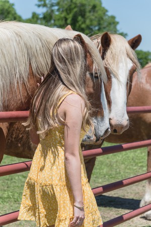 Rear view of lady taking photo with Holland draft horse at local farm in Texas, USAの写真素材