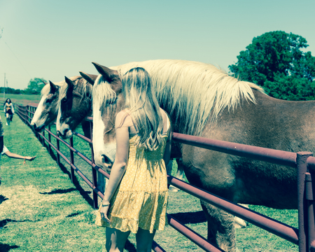 Filtered image rear view of lady taking photo with Holland draft horse at local farm in Texasの写真素材