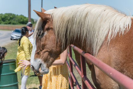 Rear view of lady taking photo with Holland draft horse at local farm in Texas, USAの写真素材