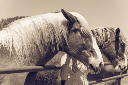 Filtered image rear view of lady taking photo with Holland draft horse at local farm in Texasの写真素材