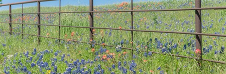 Panoramic view Indian Paintbrush and Bluebonnet blooming along old metal fenceの写真素材