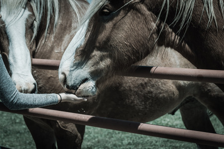 Filtered image female hand feeding Belgian Heavy Horse at farm in North Texas, Americaの写真素材