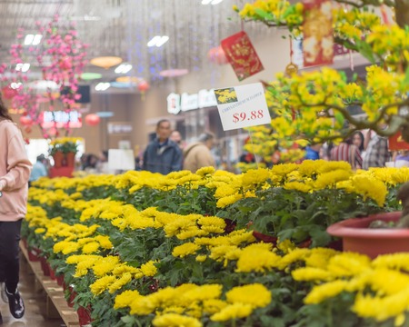 Row of colorful Chrysanthemum flowerpots display at Vietnamese Tet marketの写真素材