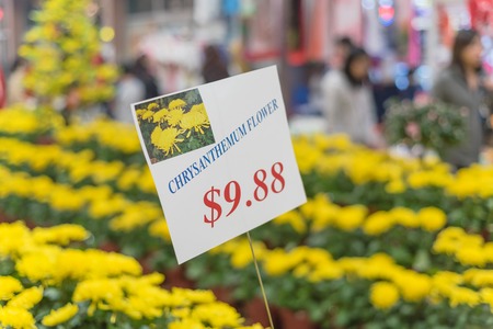 Row of colorful Chrysanthemum flowerpots display at Vietnamese Tet marketの写真素材