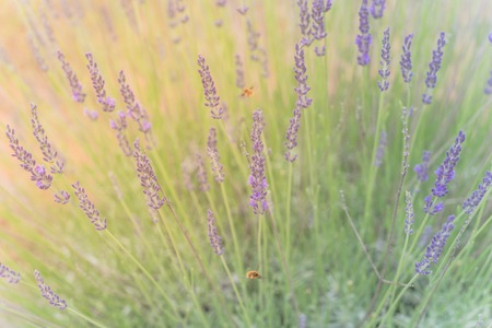 Warm light full blossom lavender bush at organic farm near Dallas, Texas, USAの写真素材