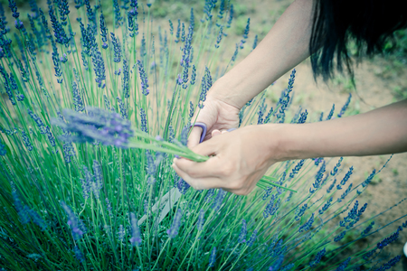 Vintage tone close-up hand of Asian lady is cutting lavender at local farm in Gainesville, Texas, America. Hand harvesting blooming flowerの写真素材