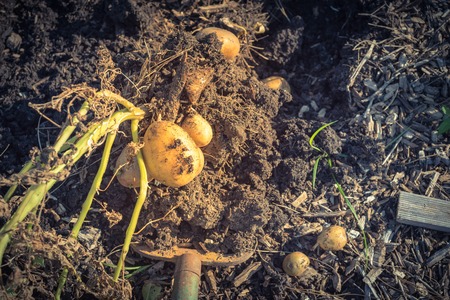Garden folk and heap of harvested potatoes from patch garden in Texas, America. Fresh raw organic...
