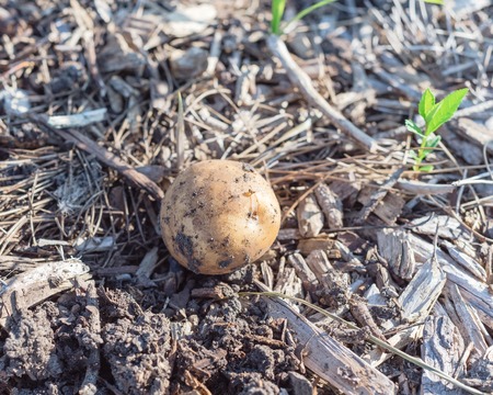Close-up harvested potato from patch garden in Texas, America. Fresh raw organic starchy crop with soilの写真素材