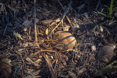 Close-up harvested potato from patch garden in Texas, America. Fresh raw organic starchy crop with soilの写真素材
