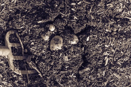 Vintage tone garden folk and heap of harvested potatoes from patch garden in Texas, America. Fresh raw organic starchy crops with soilの写真素材