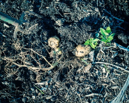 Vintage tone top view heap of harvested potatoes from patch garden in Texas, America. Fresh raw organic starchy crops with soilの写真素材
