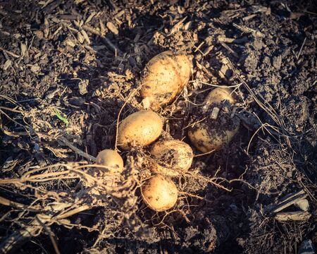 Vintage tone top view heap of harvested potatoes from patch garden in Texas, America. Fresh raw organic starchy crops with soilの写真素材