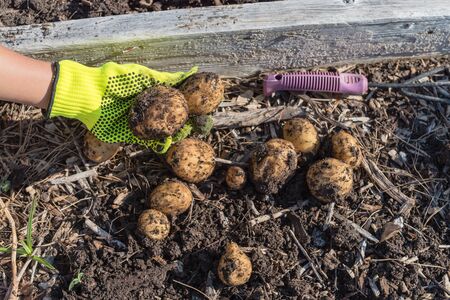 Lady hand with gloves holding harvest potatoes. Organic homegrown starchy crop from patch garden in Texas, Americaの写真素材