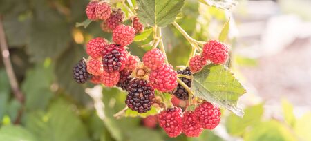 Panorama view pile of ripe and unripe blackberries growing on tree. Red (unripe) and dark black...