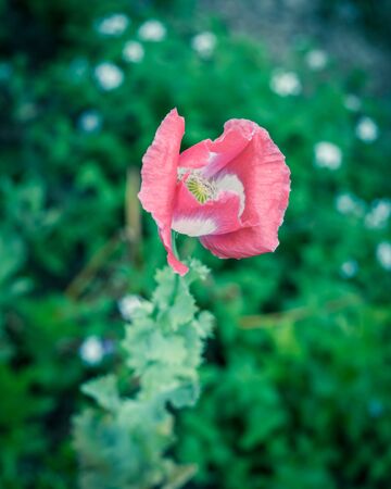 Vintage tone top view close-up pink and white poppy flower blooming at garden in Texas, America. Vibrant summer flower blossom in nature with green leaves backgroundの写真素材