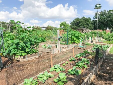 Community garden North of Dallas, Texas, America with raised bed, trellis and green lush of...