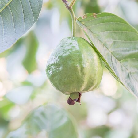 One green guava hanging on tree branch with nice bokeh background. Organic tropical fruit at home garden in Vietnamの写真素材