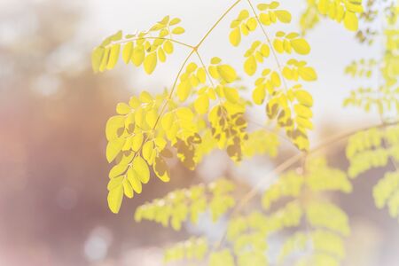 Moringa oleifera tree branch at home garden in Texas, America. Native to tropical, subtropical regions of Asia. Common names include drumstick, Malunggay, horseradish, ben oil or benzolive treeの写真素材