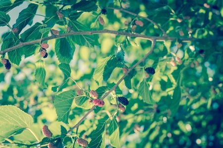 Vintage tone close-up view of sweet black mulberry morus nigra growing on tree branches near Dallas, Texas, America. Mulberries fruits ready to pickup in May harvest seasonの写真素材