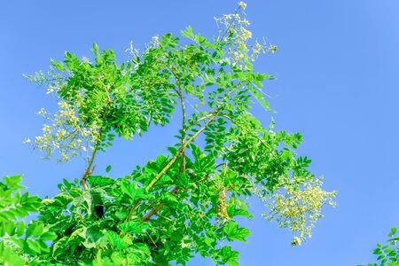 Sophora japonica tree with blossom white flower again clear blue sky in rural Vietnam. It is a species of tree in subfamily Faboideae of the pea family Fabaceae. Broader interpretation of genus Sophoraの写真素材