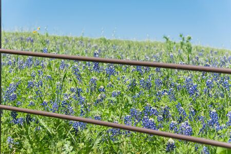 Beautiful blossom bluebonnet fields along rustic fence in countryside of Texas, USA. Nature spring wildflower full blooming again clear blue sky, Texas State flower backgroundの写真素材