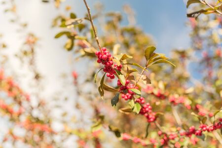 Ilex Decidua or winter berry, Possum Haw, Deciduous Holly red fruits on large shrub small tree under...