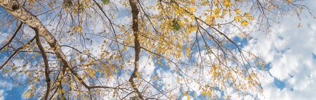 Panorama upward perspective vibrant yellow maple leaves changing color during fall season in Dallas,...