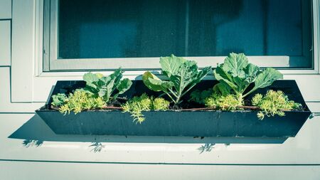 Organic broccoli growing on black windows boxes with drip irrigation system. Young green plant...