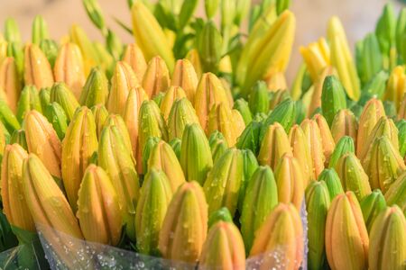 Fresh cut yellow lily with water drops in Hanoi, Vietnam. Organic flower with water drop on green stem leaves.の写真素材