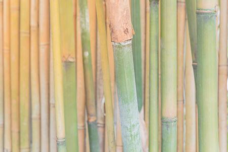 Selective focus green bamboo stalks in nature in Singapore forestの写真素材