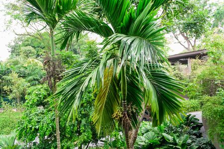 Bunch of green and ripe tropical Betel Nut or Areca palm Catechu hanging on tree in Singapore. It is commonly referred to as betel nut, as it is often chewed wrapped in betel leaves.の写真素材