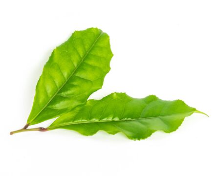 Leafy branch of young green tea leaves isolated on white background. Freshly picked from home growth...