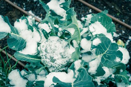 Community garden raised bed allotment with irrigation system and snow covered on organic broccoli leaves near Dallas, Texas, America. Plot grown cool weather vegetable in severe winter time chillの写真素材
