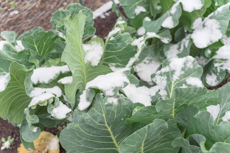 Snow covered organic broccoli growing in raised garden bed near Dallas, Texas, America. Top view homegrown cool weather vegetable under severe winter time chill temperature.の写真素材