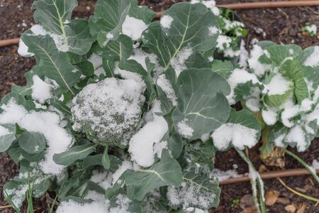 Community garden raised bed allotment with irrigation system and snow covered on organic broccoli leaves near Dallas, Texas, America. Plot grown cool weather vegetable in severe winter time chillの写真素材