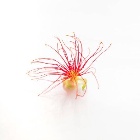 Studio shot barringtonia acutangula flower or Indian Oak isolated on white background