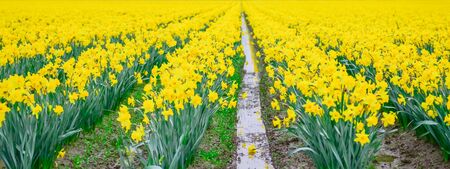 Panorama view daffodil field meadow in Skagit Valley, Washington, USA in a wet overcast spring day....