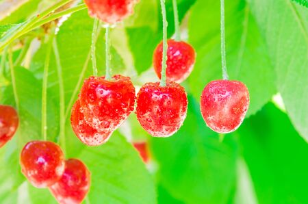 Shallow DOF on cluster of red cherries fruit with water drops hanging on tree branch at orchard in...