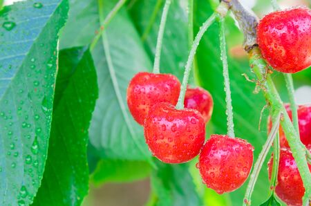 Water dropping on cluster of red cherries fruit hanging on tree branch at orchard in Yakima Valley, Washington, USA. Abundance fruitful tree background branches bent down after raining.の写真素材