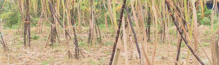 Panorama organic sugarcane farm in country side of the North Vietnam. Healthy purple sugar cane stick stalks and green long leaves growing with bamboo trellis stake supportの写真素材