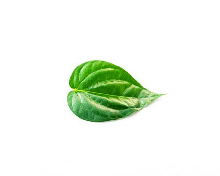 Studio shot top view one Vietnamese betel leaf paan or scientific name is Piper betle isolated on...
