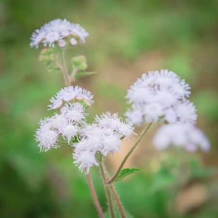 Selective focus blossom Ageratum conyzoides flower in rural area of North Vietnam. Beauty flower...
