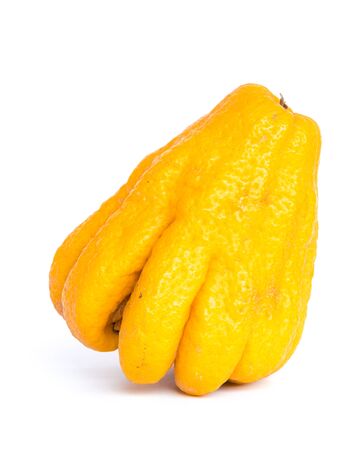One ripe Buddha hand fruit or Hand of Buddha, Fingered citron fruit, Citrus medica isolated on white background. Afragrant citron variety whose fruit is segmented into finger-like sectionsの写真素材