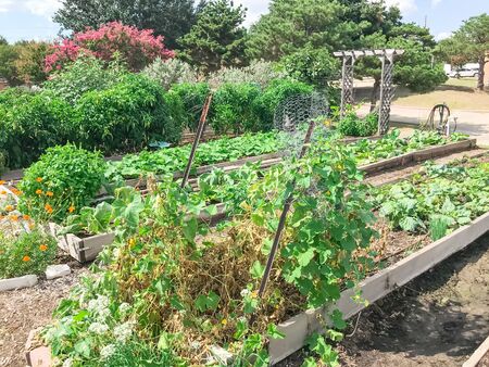 Community garden North of Dallas, Texas, America with raised bed, trellis and green lush of...