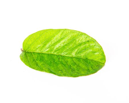 Green Guava or Apple Guava Psidium Guajava leaf isolated on white. Freshly picked from home growth...