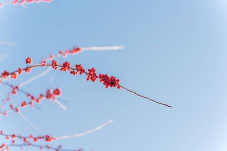 Branch of Ilex Decidua or winter berry, Possum Haw, Deciduous Holly red fruits on large shrub small tree, no leaves dormant. Blaze of color in the fall in Dallas, Texas. Crimson red winterberryの写真素材
