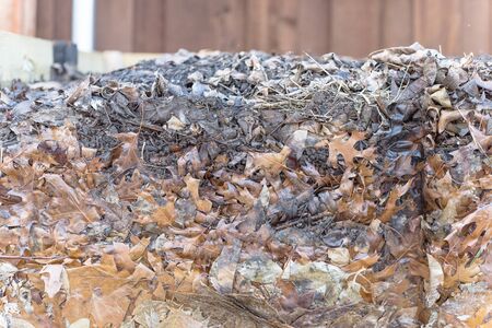 Compost bin with stack of dried leaves, the top of leaf pile has been decomposed into black soil....